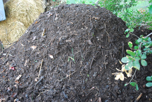 Curing Compost Pile