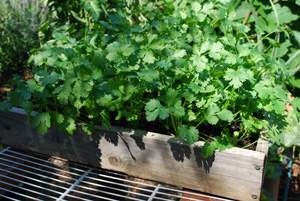 Growing Cilantro in a Salad Table Tray