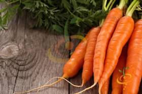 Imperator Carrot Varieties—'Autumn King'