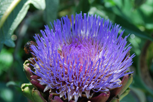 Artichoke Flowering 1