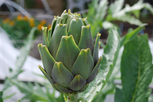 Artichoke Varieties—'Violetto'