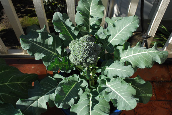 Broccoli Top View 1