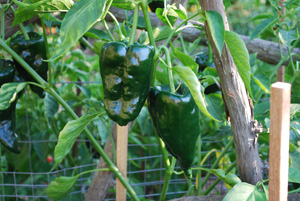 'Mulato Isleno' Ancho Chiles 2