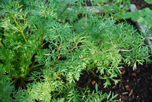 'Delfino' Cilantro Closeup 2