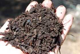 A Handful of Finished Compost