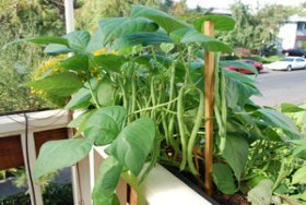 ‘Jade’ Green Beans Growing in a Window Box