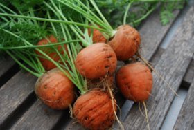 Growing Carrots—‘Romeo’