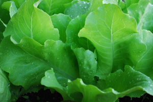 Lettuce Varieties—‘Santoro’ Butterhead