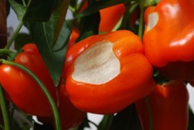 Growing Peppers Sunscald Closeup