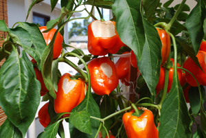 Growing Peppers Sunscald 1