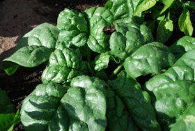 Growing Spinach—‘Regiment’