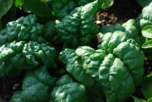 Growing Spinach—‘Tyee’ 3