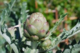 Harvest Artichokes While the Scales are Still Tight to the Bud
