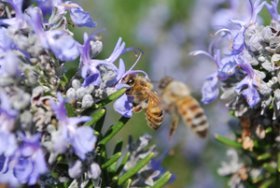 Honeybees Visiting Rosemary Flowers