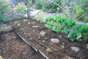 Lettuce and Spinach Interplanted with Chiles Initial 1