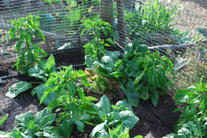 Harvest Lettuces and Spinach Promptly When Mature