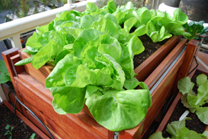 'Torenia' Butterhead Lettuce in a SaladScape