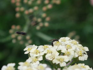 Parasitoid Wasps Come in for a Landing