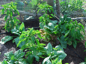 Spinach and Lettuce Interplanted with Chiles