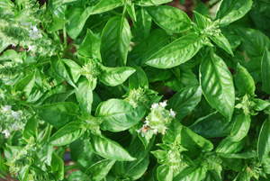 ‘Genovese’ Basil