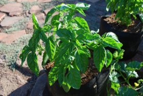Growing Basil in Containers–'Genovese' Basil in a 3-gallon Smart Pot