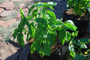 Kweek Basilicum in containers-'Genovese' Basilicum in een 3-gallon Smart Pot'Genovese' Basil in a 3-gallon Smart Pot