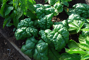 Semi-Savoy Spinach Variety ‘Tyee’