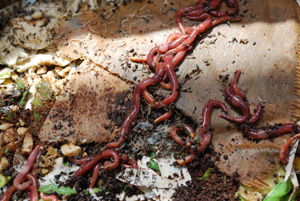 Red Compost Worms Breeding