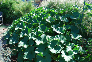 Two—Yes, Two—‘Bonbon’ Winter Squash Plants