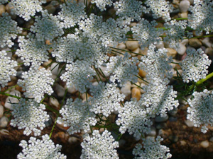 Abundant, Tiny Flowers Provide Nectar Sources for Parasitic Wasps—Ammi major (Bishop’s Lace)