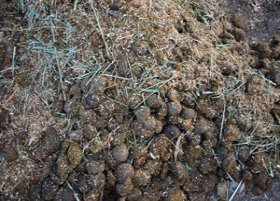 Horse Manure with Bedding