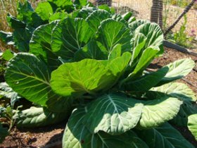 ‘Georgia’ Collards