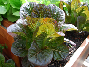 'Breen', a Baby Red Romaine Lettuce Variety