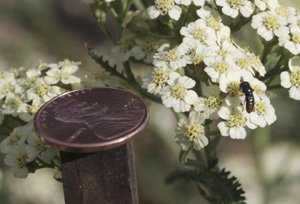 Parasitoid Wasp on <em>Achillea</em>—Size Comparison with Penny