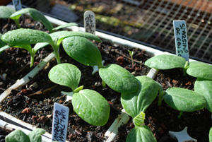 Soil Preparation for Growing Squash