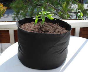 ‘Early Jalapeno’ Grown in a 7-gallon Smart Pot with Organic Soil Amendments