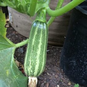 ‘Bush Baby’ zucchini are well-proportioned even at small sizes, they're perfect for growing in containers.