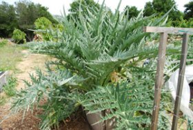 Artichoke Plant 1