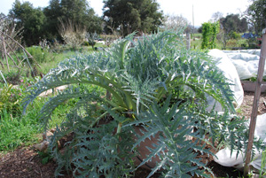 Artichoke Plant 2