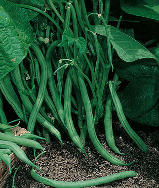 Bush Bean Varieties-'Blue Lake'