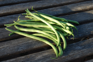 'Maxibel' Bush Beans