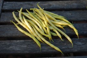 'Soliel' Bush Beans