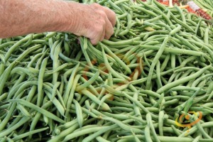 Bush Bean-'Contender', one of the best bean varieties for cool-summer gardens