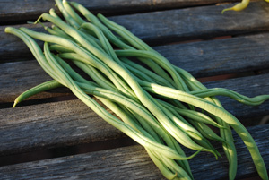 'Fortex' Pole Beans