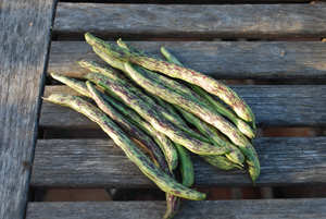 'Rattlesnake' Green Beans