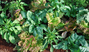 Lettuce and Spinach Interplanted with Chiles