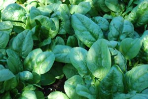 Growing Spinach—‘Nobel’