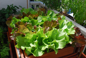 Growing Lettuce—SaladScape of Skyphos and Santoro Lettuce
