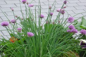 Growing Chives in a Window Box