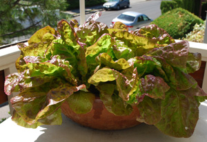 Container Lettuce ‘Mervielles des Quatre Saison’